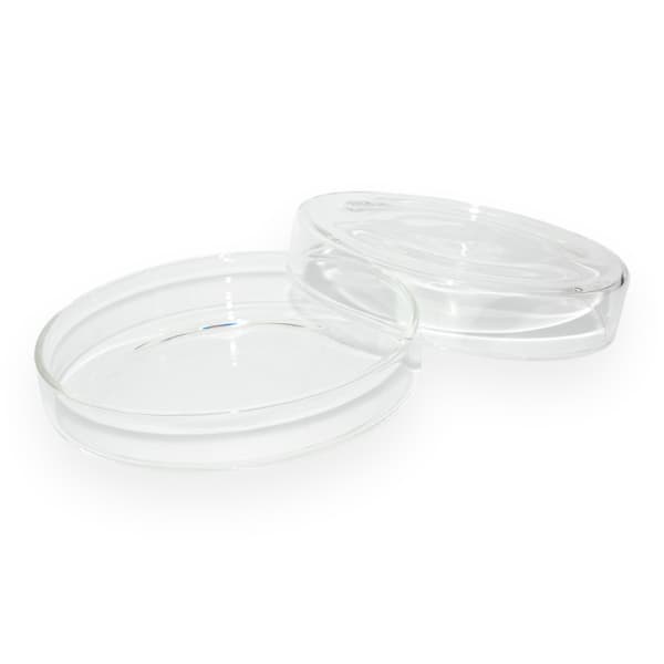 Cápsula de Petri Grande 100mm