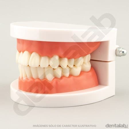 MacroModelo Acrílico Articulado • Superior-Inferior (con Encía)