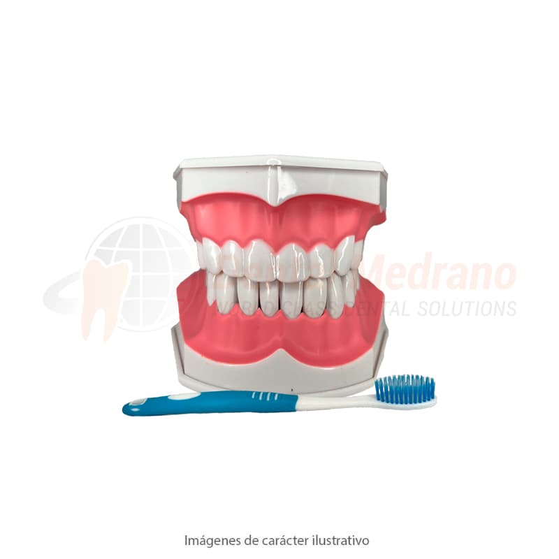 MODELO MACRO 2X didáctico para Cepillado Easydent