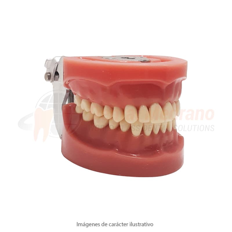 MODELO DE TRABAJO SUP+INF C/ENCIA y DIENTES